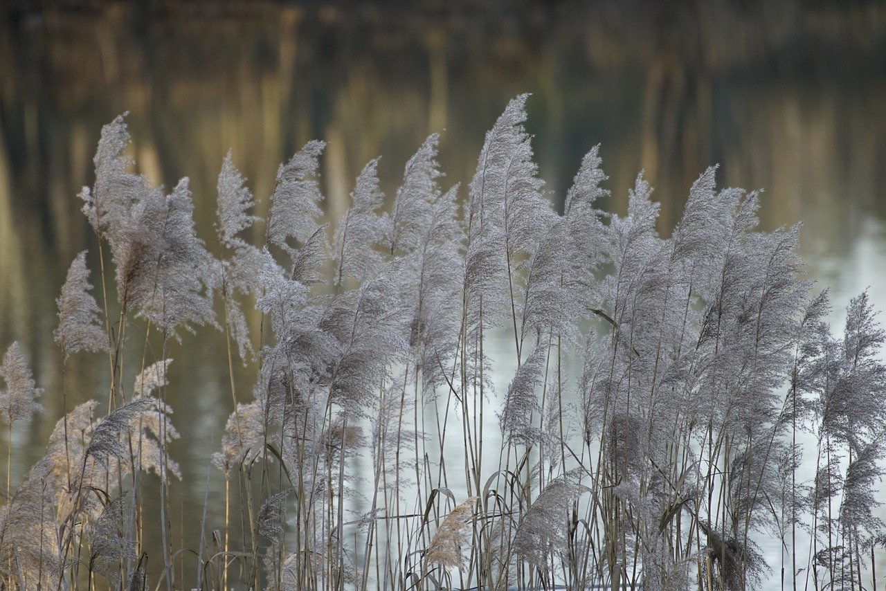 Rotter See