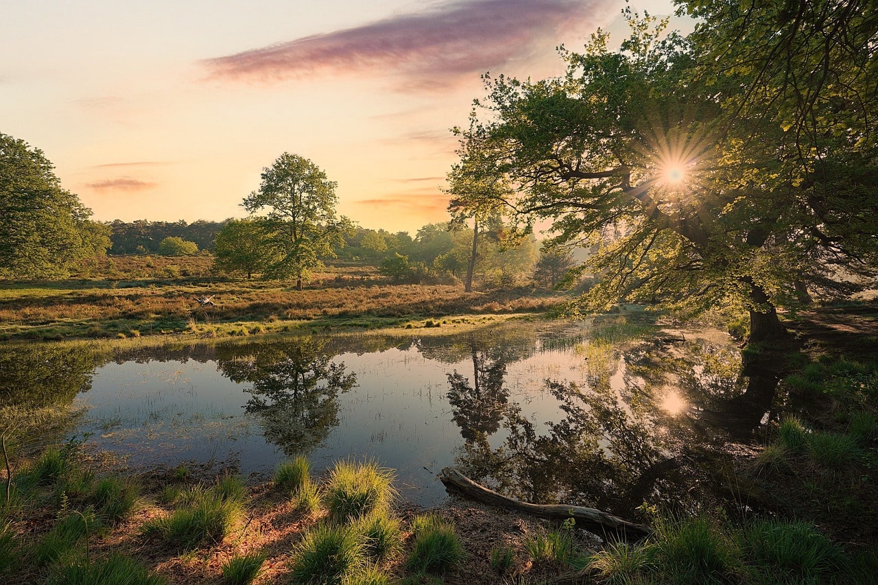 Wahner Heide 2